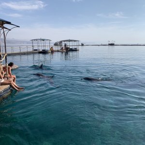 Dolphin Reef, Eilat