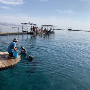 Dolphin Reef, Eilat