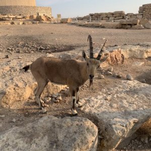 Mitzpe Ramon - Ibex