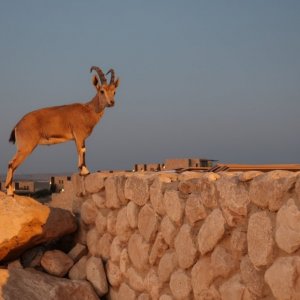 Mitzpe Ramon, Ibex