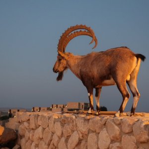 Mitzpe Ramon, Ibex