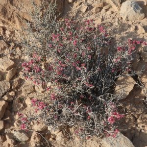 Flowers in the Negev