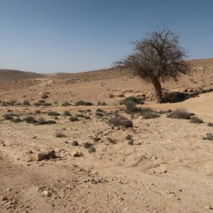 Loz Cisterns