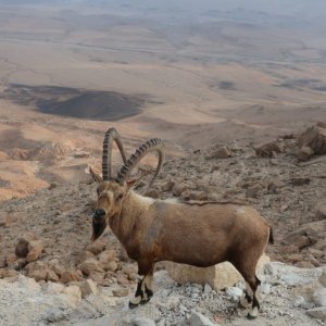 Mitzpe Ramon - Ibex