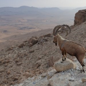Mitzpe Ramon - Ibex
