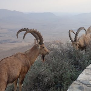 Mitzpe Ramon - Ibex