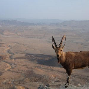 Mitzpe Ramon - Ibex