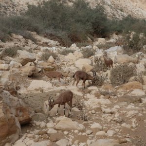 En Avdat National Park