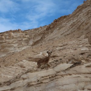 En Avdat National Park