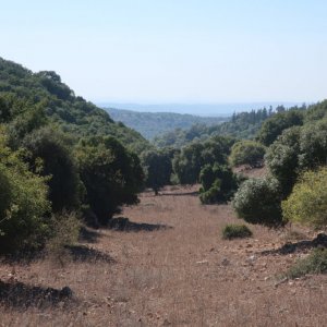 Carmel Forest Hike