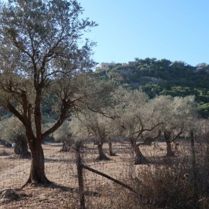 Carmel Forest Hike