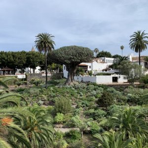 Icod de los Vinos