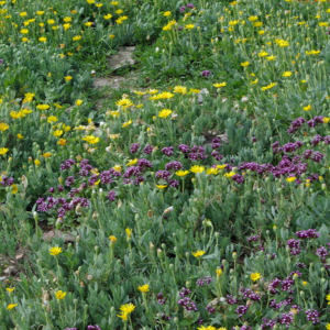 Wild flowers