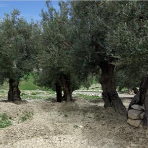 Olives