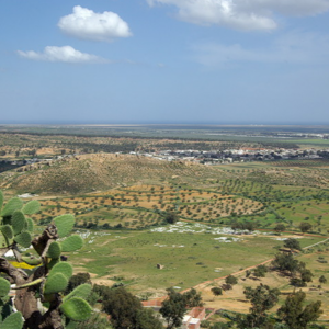 Olive groves