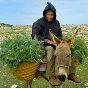 Berber and donkey
