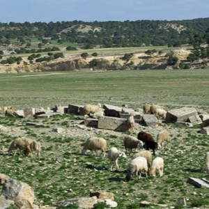 Shepherd and flock