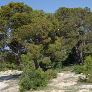 Aleppo pine, near El Kef