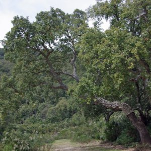 Cork oak woodland in the Khroumerie Mountains