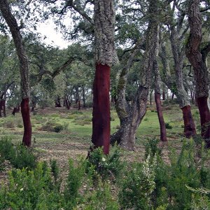 Cork oak woods.jpg