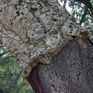Cork oak with bark stripped
