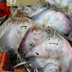 Mahdia - fish market