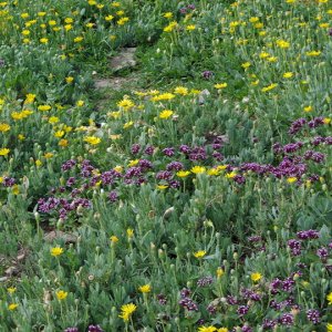 Elles Tombs - flowers