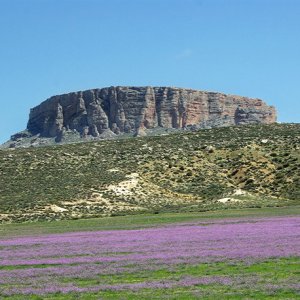Jugurtha's Table with wild stocks growing in front of it
