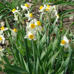 Wild Narcissus.jpg