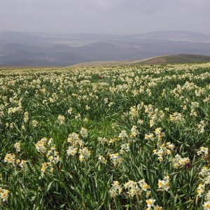 Fields of wild Narcissus, Jugurtha's Table