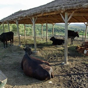 Ksar Ezzit - cattle