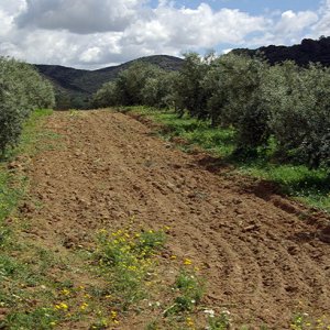 Ksar Ezzit - olive groves