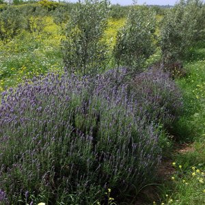 Ksar Ezzit -  lavender growing beneath the olive trees