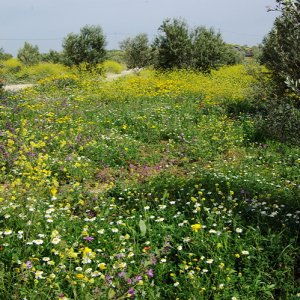 Ksar Ezzit - wild flowers.jpg