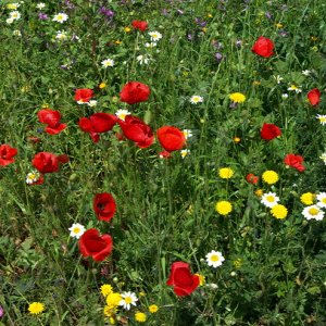 Ksar Ezzit - wild flowers