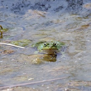 Ksar Ezzit - frog in the swimming pool