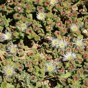 Mesembryanthemum crystallium, Gighitis