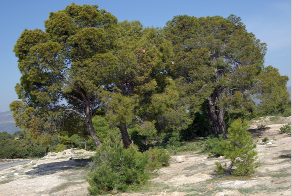 Aleppo pine, near El Kef