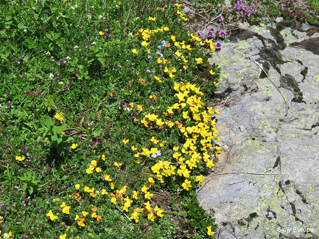 Alpine Flowers in Grindelwald