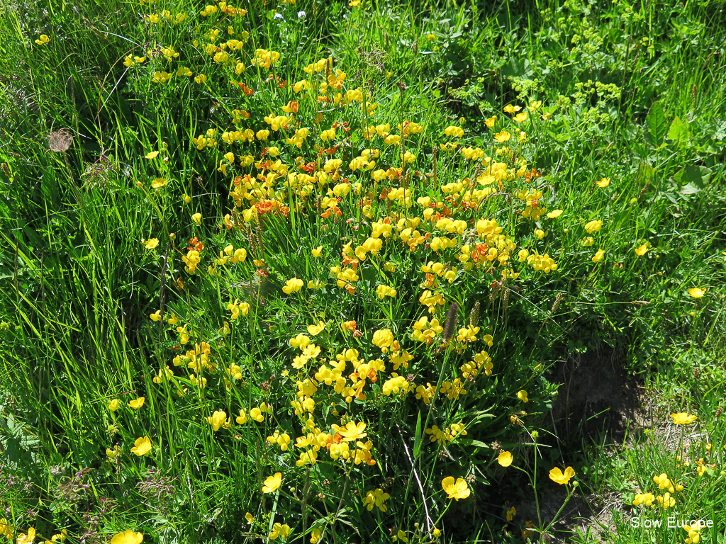 Alpine Flowers in Grindelwald