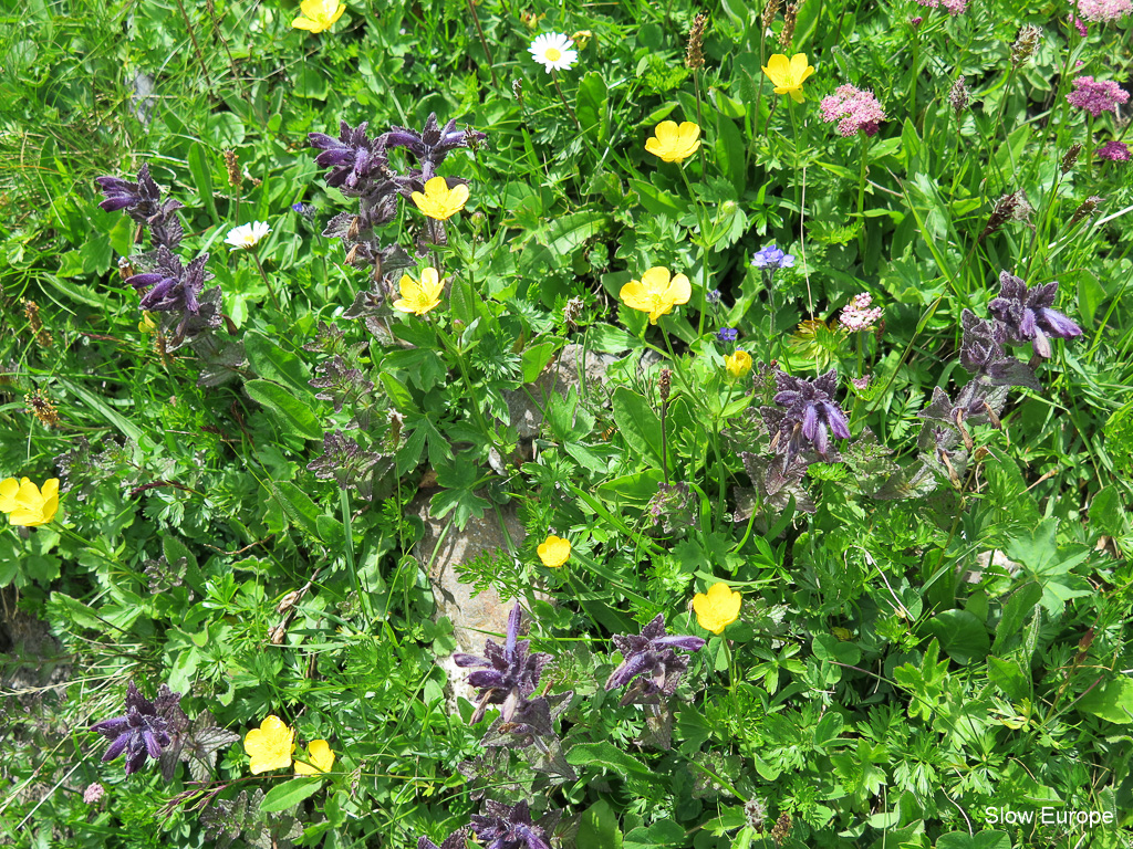 Alpine Flowers in Grindelwald