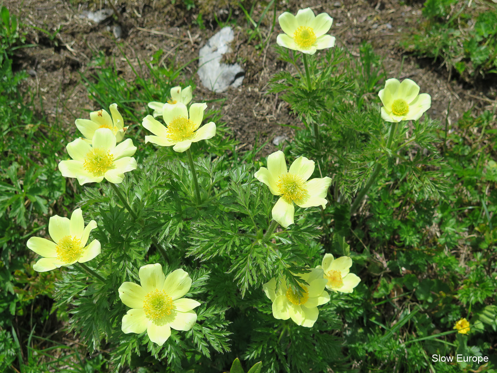 Alpine Flowers in Grindelwald