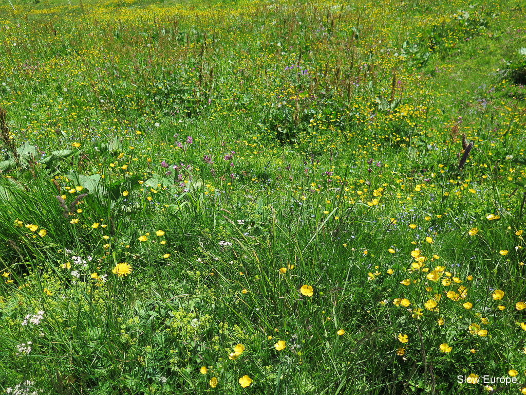 Alpine Flowers in Grindelwald