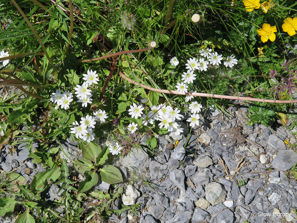 Alpine Flowers in Grindelwald