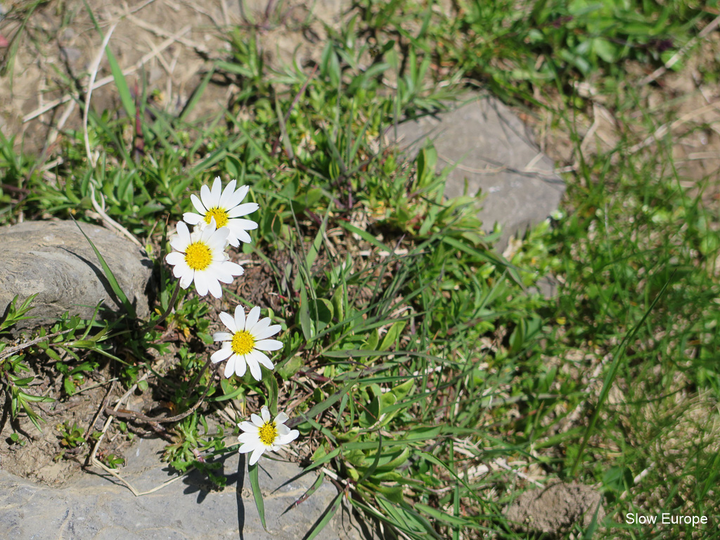 Alpine Flowers in Grindelwald