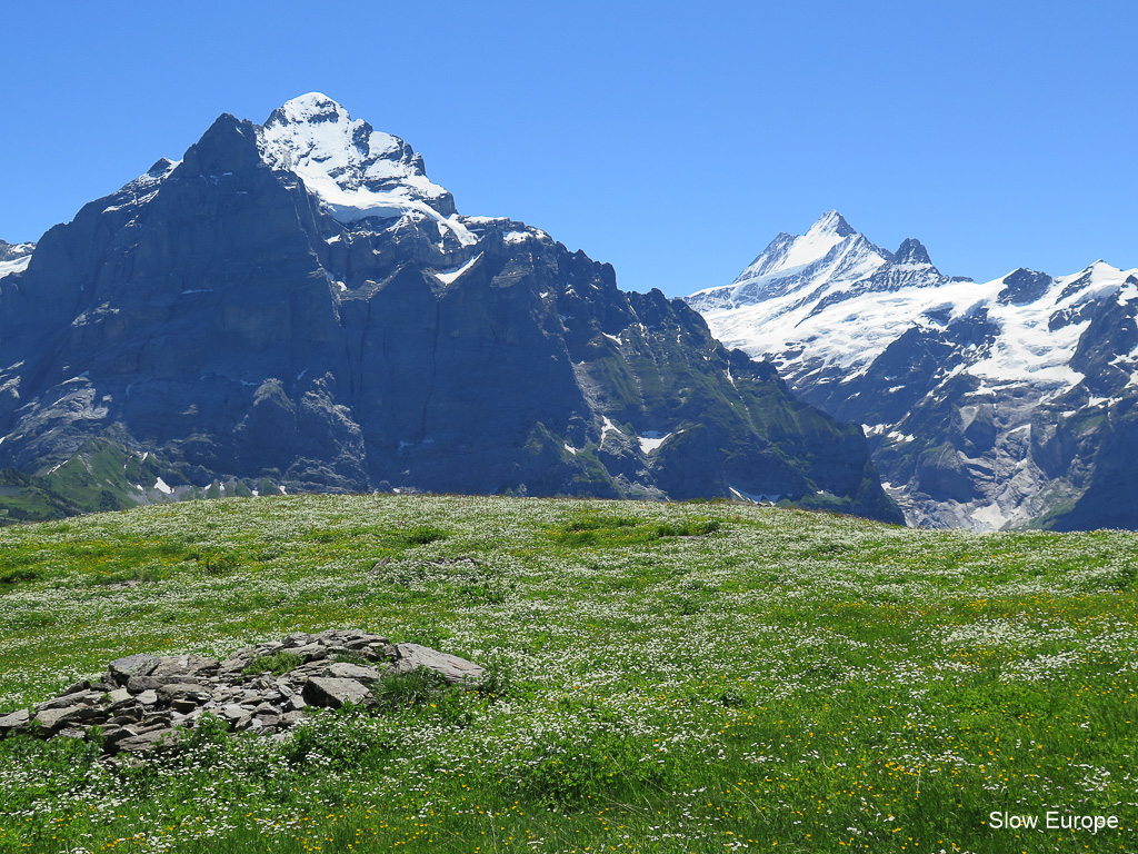 Alpine Flowers in Grindelwald