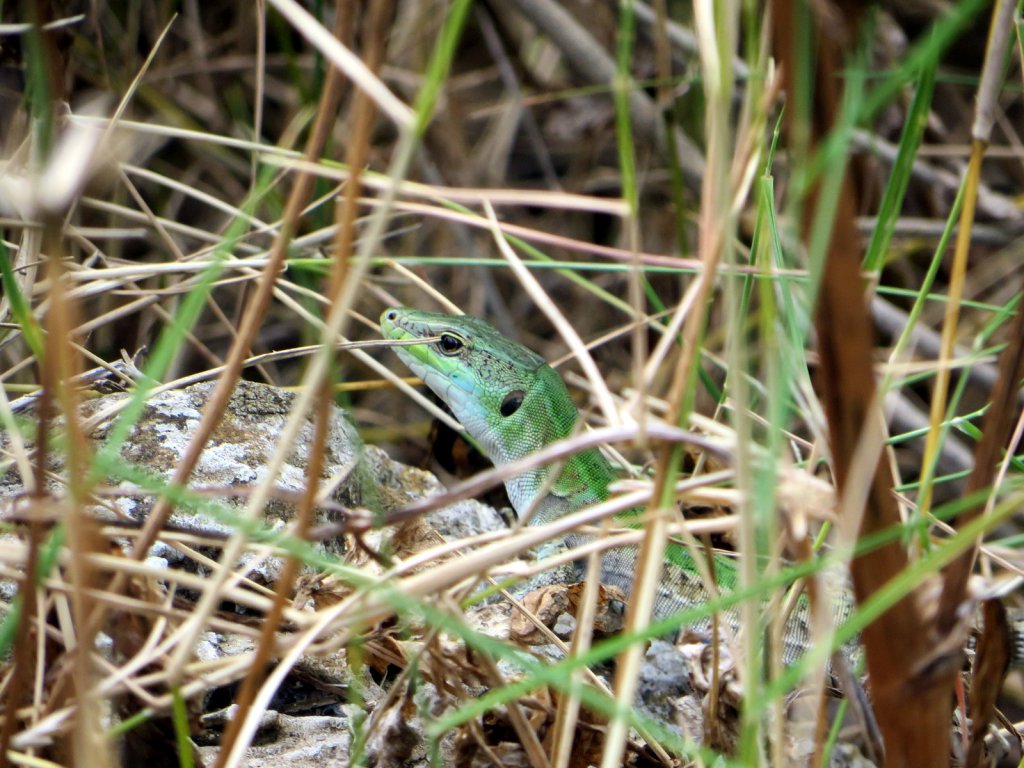 Another wee lizard
