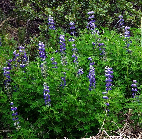 Arctic Lupin, Narsarsuaq