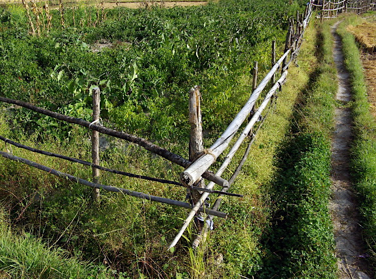 Bhutan - growing vegetables