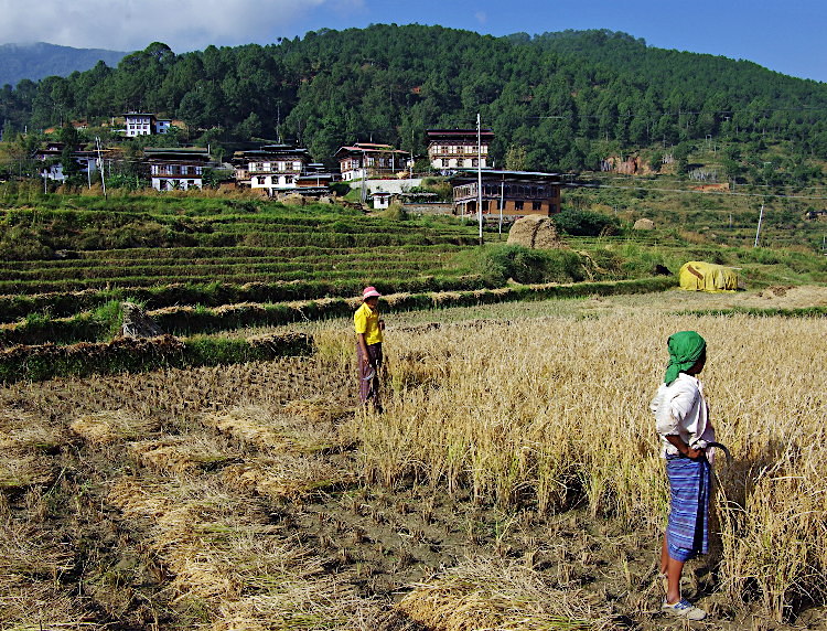 Bhutan - harvesting teh rice